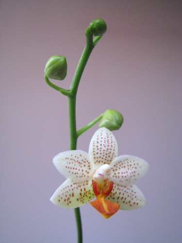Phalaenopsis