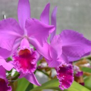 Carolinas Judging Center monthly judging – anyone can take orchids to be considered for AOS awards