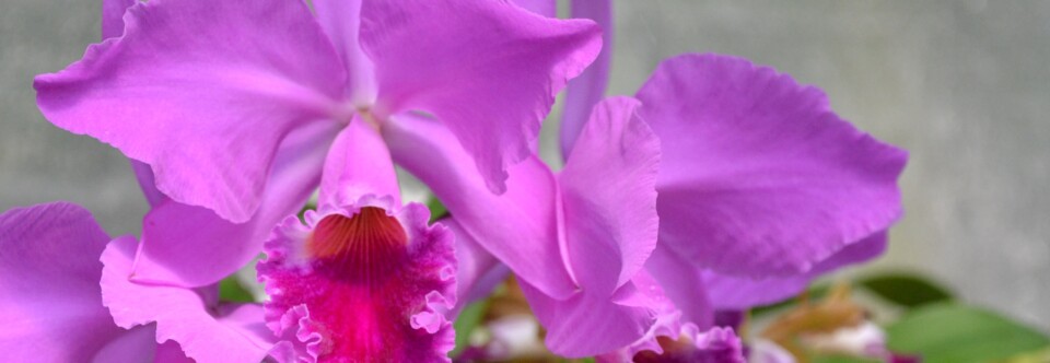 Carolinas Judging Center monthly judging – anyone can take orchids to be considered for AOS awards