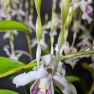 1st Greenhouse – Dendrobium Samurai – Sara Gallis