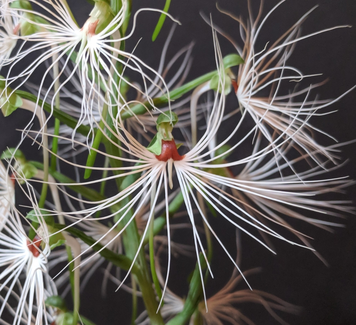 Recent Orchid Show Displays