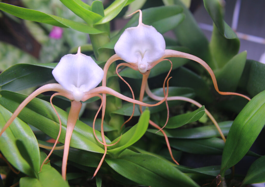 Angraecum conchoglossum