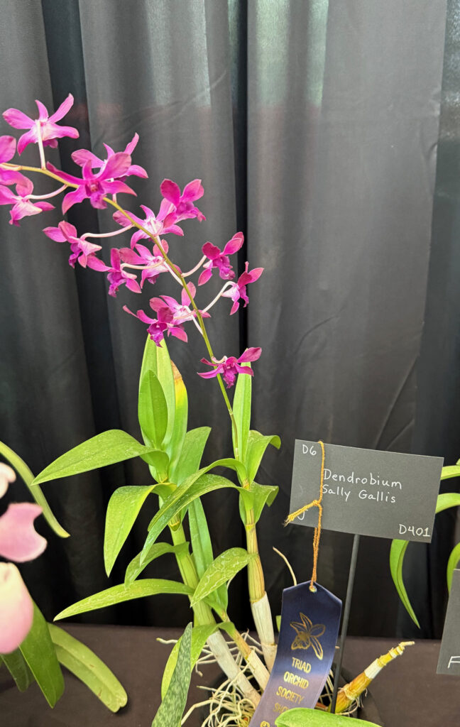 Dendrobium Sally Gallis - First Place Ribbon