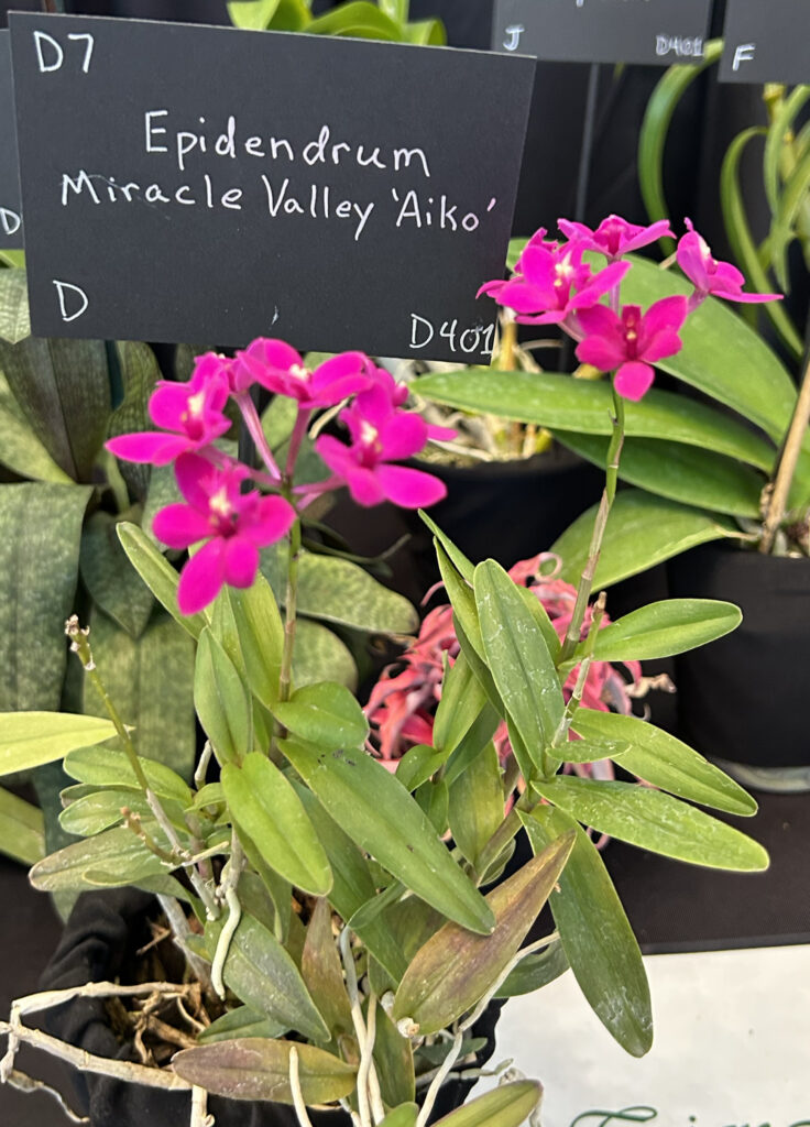 Epidendrum Miracle Valley Aiko - Second Place Ribbon
