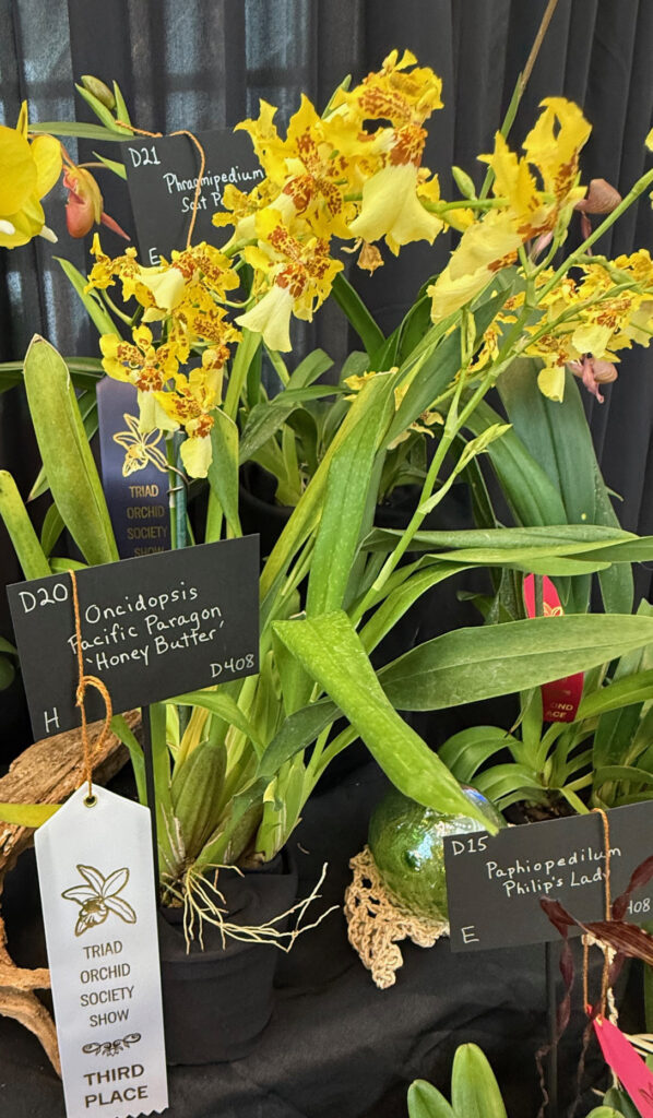 Oncidopsis Pacific Paragon Honey Butter - Third Place Ribbon