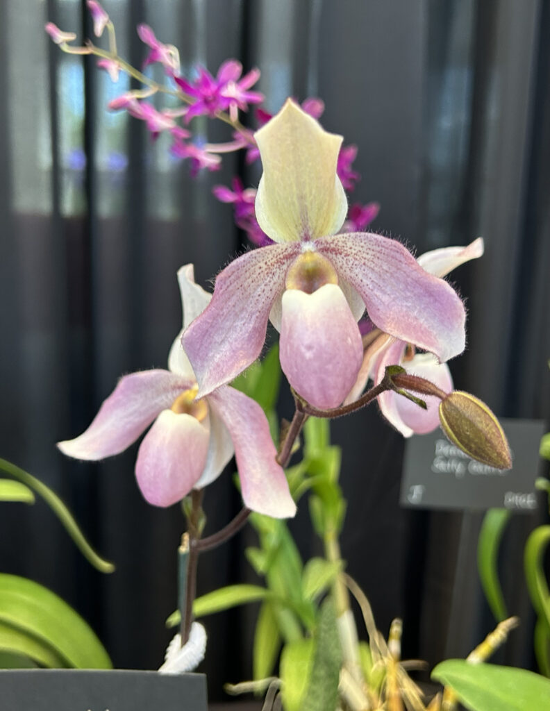 Papiopedlium Deperle - First Place Ribbon