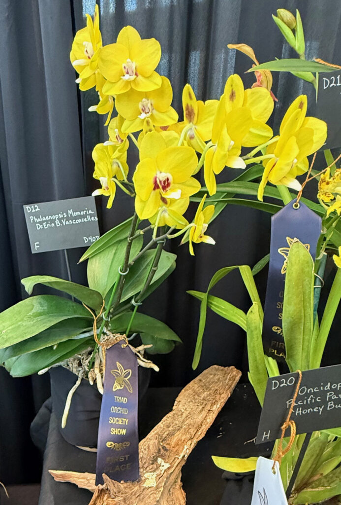 Phalenopsis Memoria Dr. Erin B. Vasconcelles - First Place Ribbon