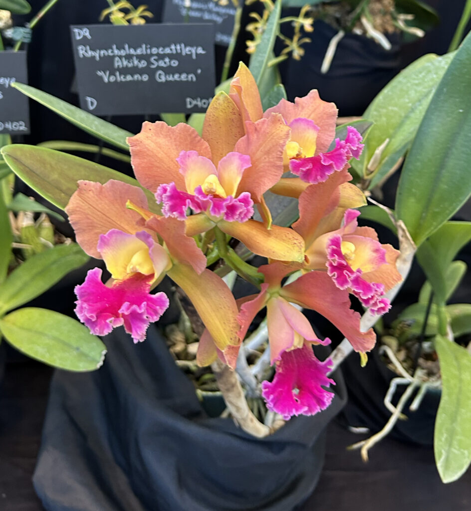 Rhyncholaeliocattelya Akiko Sato Volcano - 2x First Place Ribbons