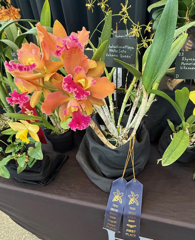 Rhyncholaeliocattelya Akiko Sato Volcano - 2x First Place Ribbons