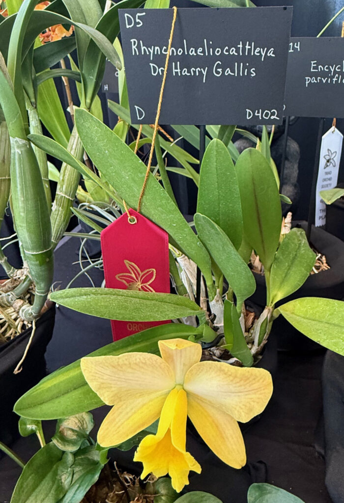 Rhyncholaeliocattelya Dr Harry Gallis - Third Place Ribbon