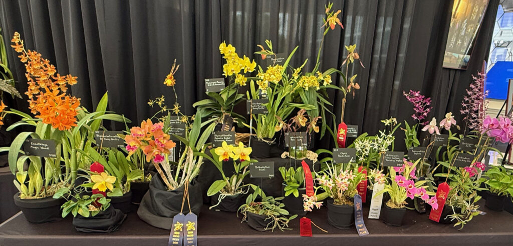 Triangle Orchid Society exhibit at the 2025 Triad Orchid Society Show with ribbons