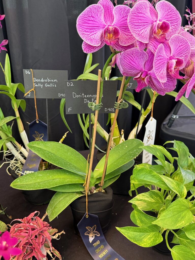 Doritaenopsis Da Fa - First Place Ribbon