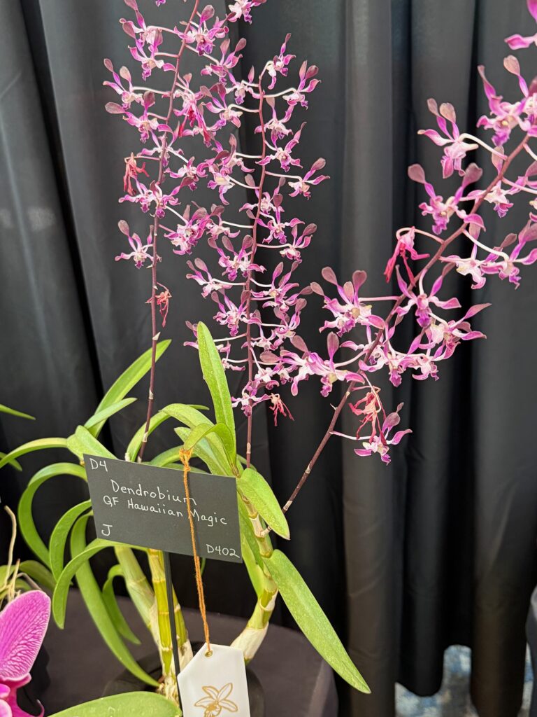 Dendrobium QF Hawaiian Magic - Third Place Ribbon