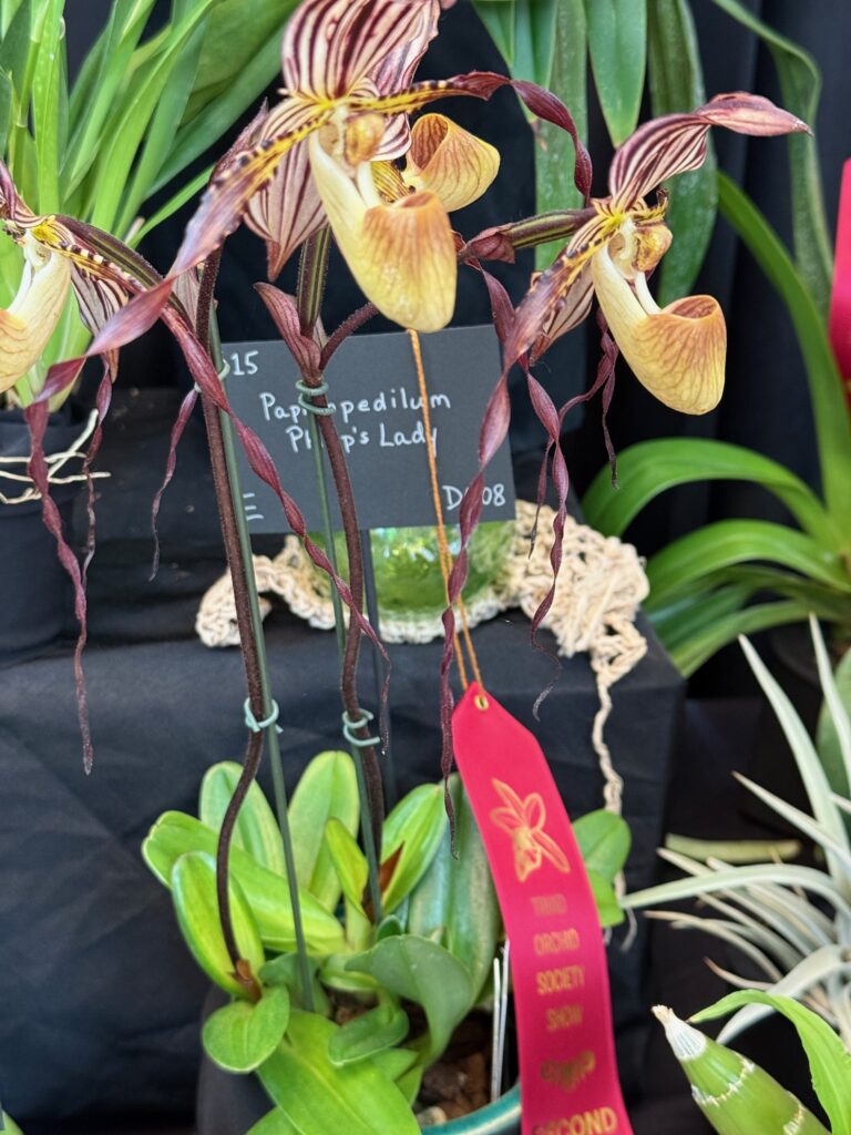 Paphiopedlium Phillip's Lady- Third Place Ribbon