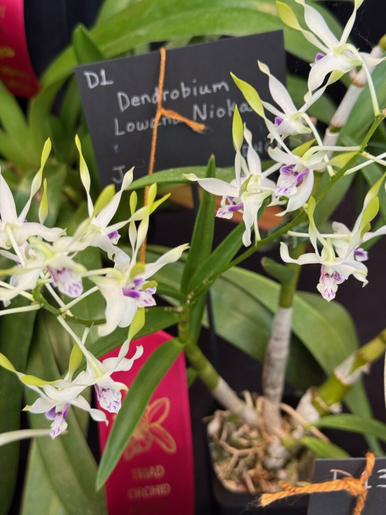 Dendrobium Lowana Nioka - Third Place Ribbon