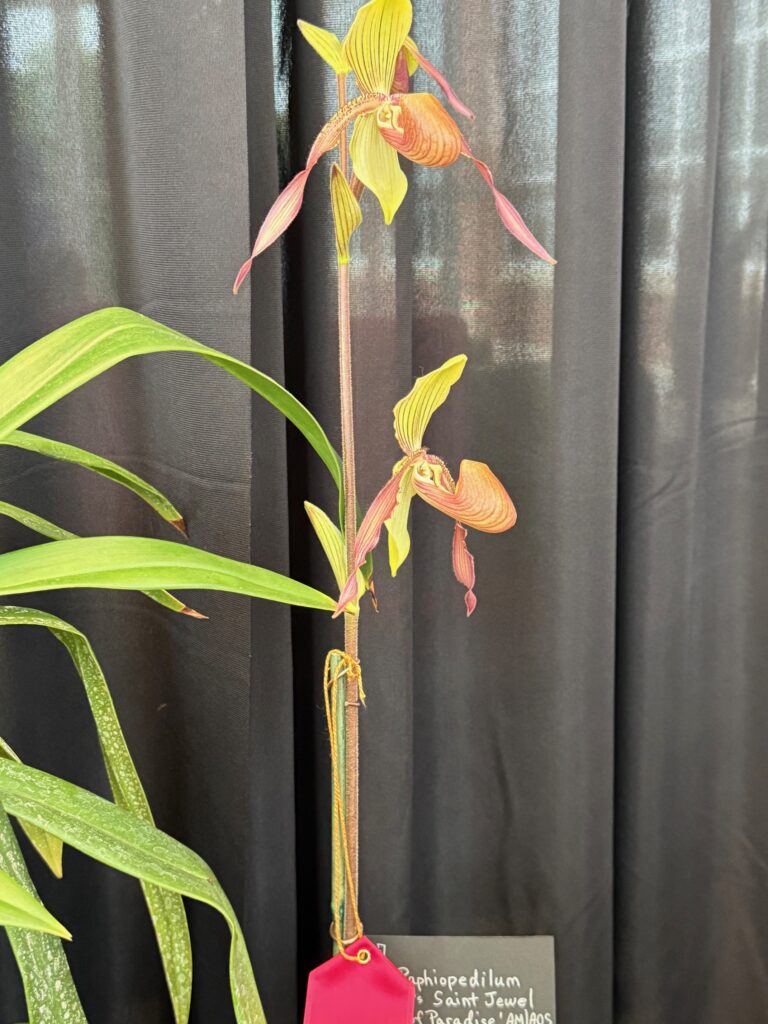 Paphiopedlium Booths Saint Jewel Bird of Paradise - Third Place Ribbon
