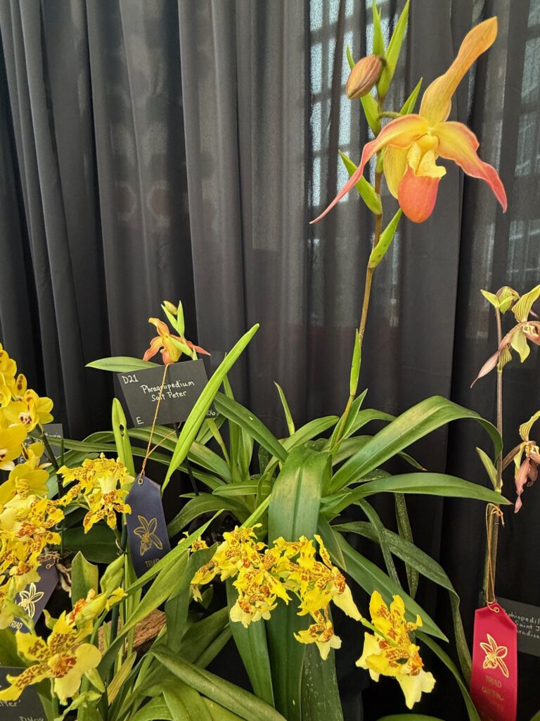 Phragmipedium Saint Peter - First Place Ribbon